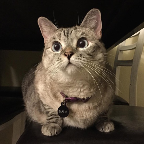 ภาพจาก Instagram nala_cat