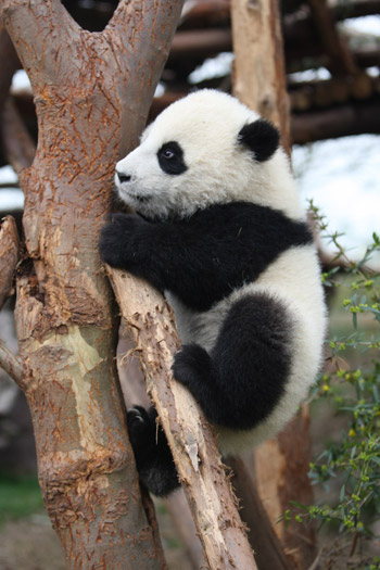 Panda Diary