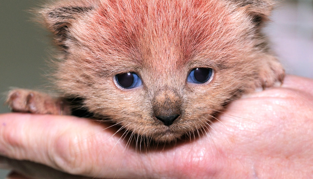 แมวน้อยสีชมพู … พิงค์แพนเตอร์ ตัวจริง 
