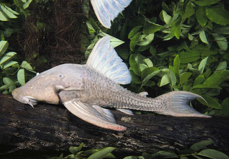 Wood-Eating Catfish