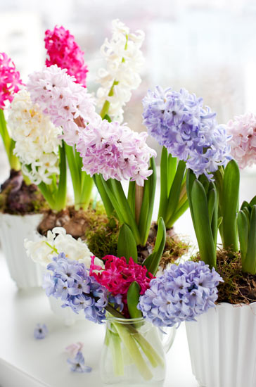 ดอกไฮยาซินท์ (Hyacinth)