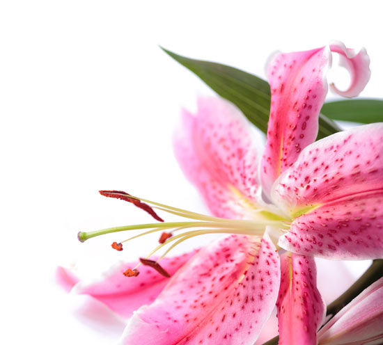 ดอกลิลลี่ญี่ปุ่น (Oriental Lilly)