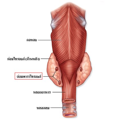 ต่อมพาราไทรอยด์