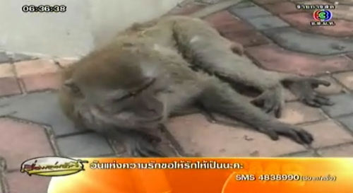 ลิงแสม เขาตังกวน
