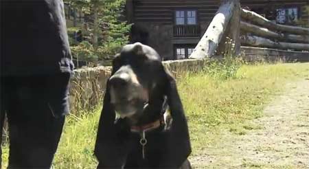 มาทำความรู้จัก ฮาร์เบอร์ สุนัขหูยาวที่สุดในโลกกันดีกว่า