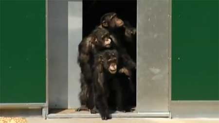 เผยคลิปชิมแปนซีได้รับอิสรภาพ หลังอยู่ในห้องแล็บนานกว่า 30 ปี