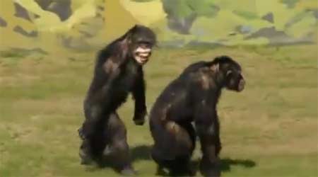 เผยคลิปชิมแปนซีได้รับอิสรภาพ หลังอยู่ในห้องแล็บนานกว่า 30 ปี