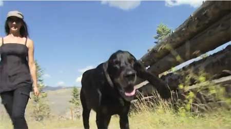 มาทำความรู้จัก ฮาร์เบอร์ สุนัขหูยาวที่สุดในโลกกันดีกว่า