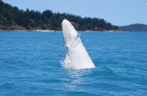 วาฬหลังค่อมสีขาว