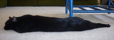 planking แพลงกิ้ง แมว