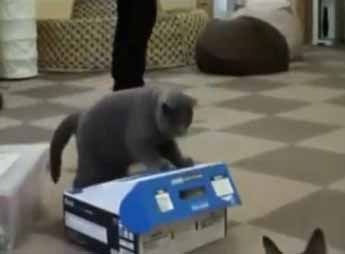 แมวนักเลง ขังเพื่อนในกล่อง 