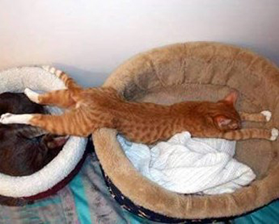 planking แพลงกิ้ง แมว