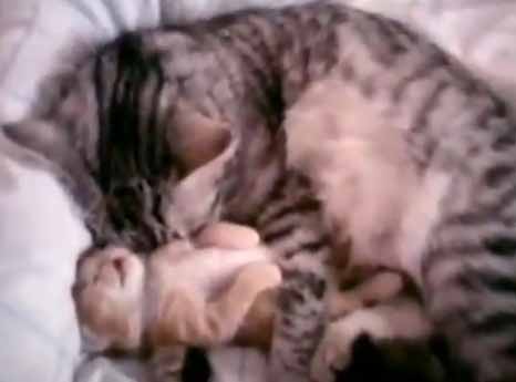 แสนอบอุ่น แม่แมวกอดลูกน้อยหลับปุ๋ยไปด้วยกัน