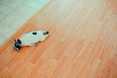 planking แพลงกิ้ง สุนัข