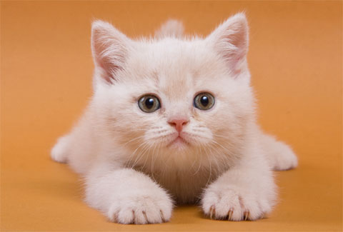 แมวน่ารัก