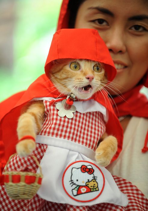 แมวน้อยหมวกแดง  
