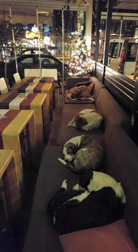 คาเฟ่แห่งนี้ เปิดร้านให้สุนัขจรจัดเข้าไปนอนได้ คาเฟ่แห่งนี้ เปิดร้านให้สุนัขจรจัดเข้าไปนอนได้
