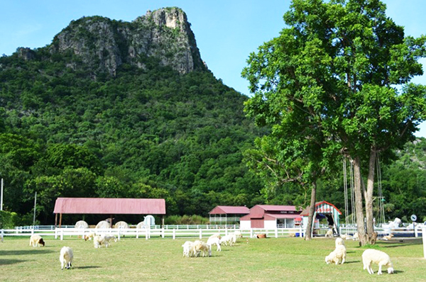 รวมฟาร์มสัตว์ในไทย