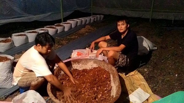 วิธีปลูกเมลอน วิธีปลูกเมลอน