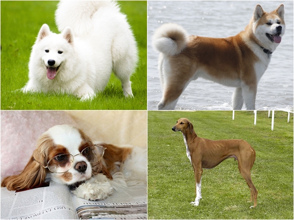 10 อันดับสายพันธุ์สุนัขที่แพงที่สุดในโลก