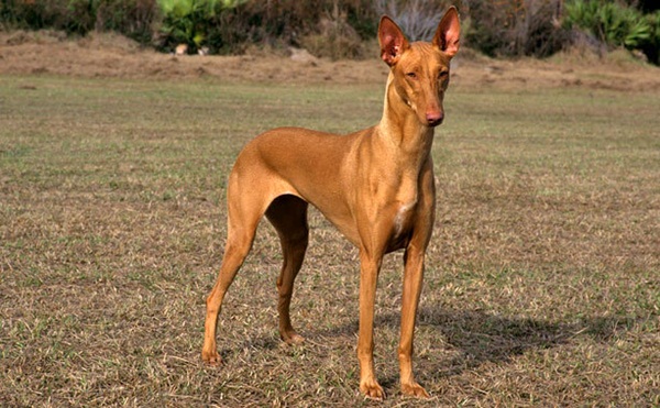 10 อันดับสายพันธุ์สุนัขที่แพงที่สุดในโลก