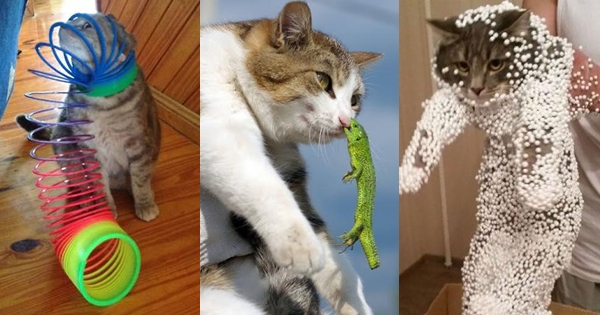 ภาพแมวตลกๆ 10 แมวหน้าเซ็งกับชีวิตสุดซวย 