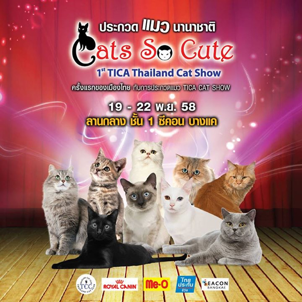1st TICA Thailand Cat Show งานประกวดแมวระดับสากลครั้งแรกของไทย 