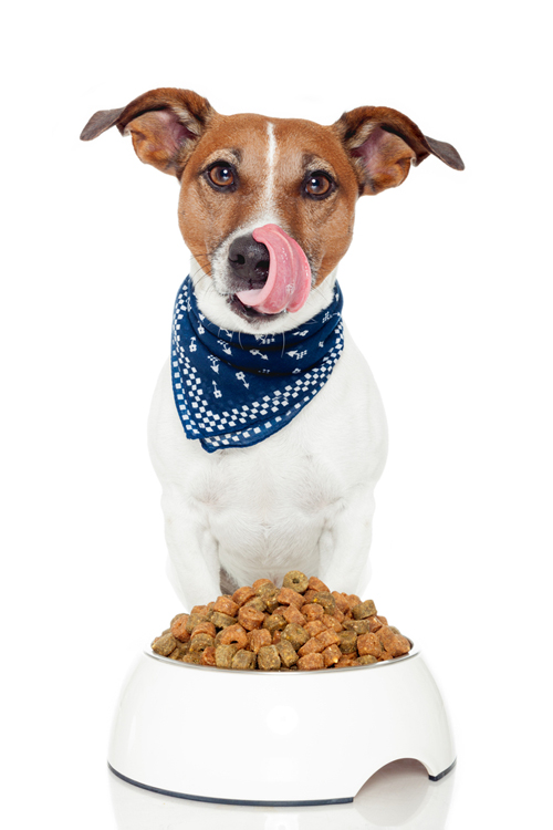 10 วิธีกำจัดกลิ่นปากสุนัข ปัญหาเล็ก ๆ ที่อาจอันตรายต่อร่างกาย !