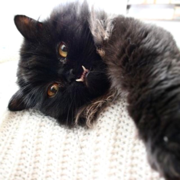 พริ้นเซส มอนสเตอร์ ทรัค ปีศาจแมวที่น่ารักที่สุดในโลก