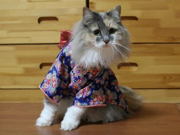 แมวสวมชุดกิโมโน