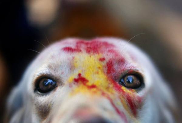 พาไปชมเทศกาลน่ารัก บูชาสุนัขที่เนปาล ที่นี่เจ้าตูบสำคัญที่สุด