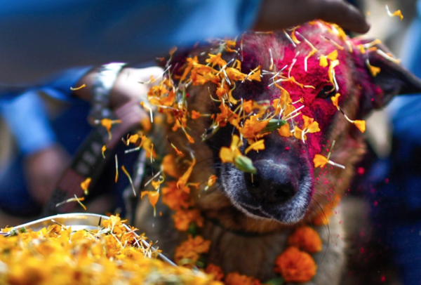 พาไปชมเทศกาลน่ารัก บูชาสุนัขที่เนปาล ที่นี่เจ้าตูบสำคัญที่สุด