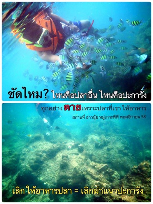 ให้อาหารปลาใต้น้ำ ให้อาหารปลาใต้น้ำ