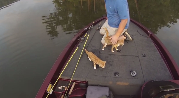 นักตกปลาได้ลูกแมว