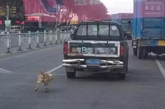 ช็อก ! คนใจชั่วรัดคอสุนัข-ใช้รถลากไถลไปกับถนนจนขาดใจตาย