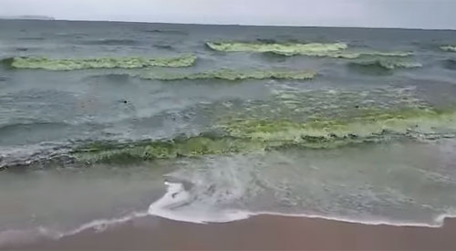 บางแสนน้ำทะเลเปลี่ยนเป็นสีเขียว