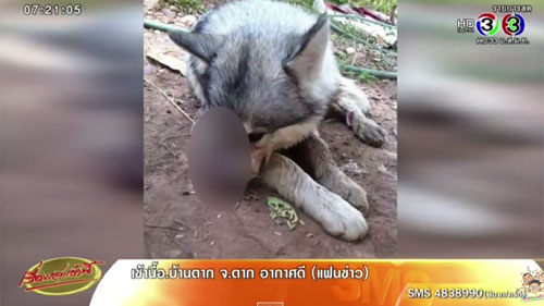 ผู้ใหญ่ดำ รับทราบข้อหาคดีฆ่าโจโก้ สุนัขไซบีเรียน ผู้ใหญ่ดำ รับทราบข้อหาคดีฆ่าโจโก้ สุนัขไซบีเรียน