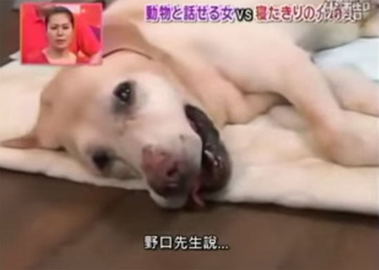 น้ำตาจะไหล สุนัขตัวนี้แม้ป่วยใกล้ตาย แต่ขอปกป้องเจ้านายจนนาทีสุดท้าย