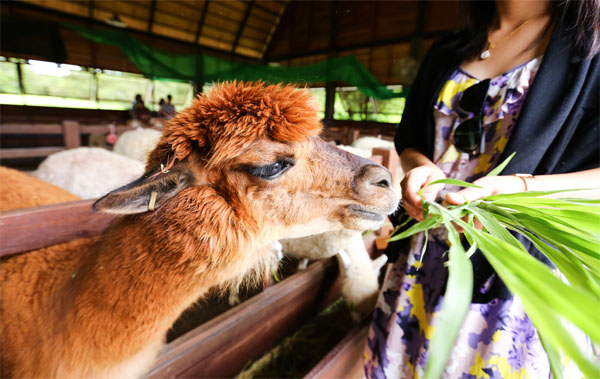รวมฟาร์มสัตว์น่าเที่ยวในไทย