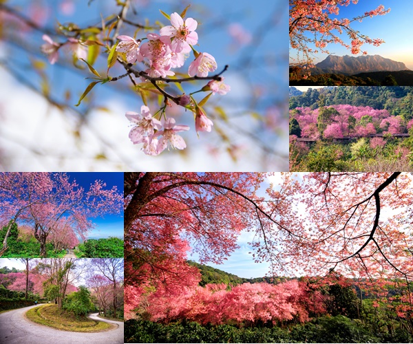 10 สถานที่ชมดอกนางพญาเสือโคร่ง 10 สถานที่ชมดอกนางพญาเสือโคร่ง