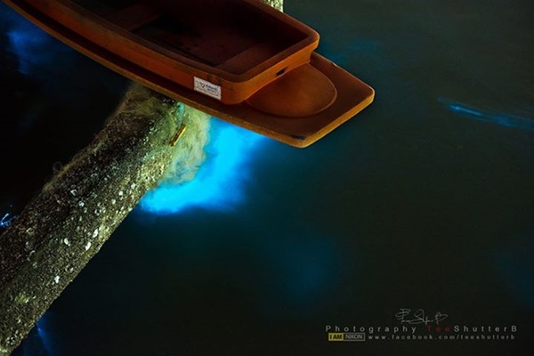 ทะเลเรืองแสง @ หาดบางแสน ของดีที่ไม่ควรพลาด !