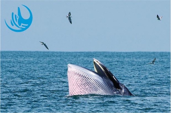ทริปท่องเที่ยวเชิงอนุรักษ์ ชมวาฬที่อ่าวไทยปี 2558