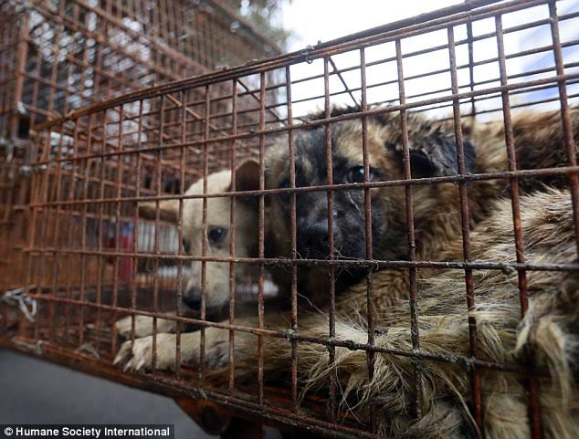 เปิดภาพสลด ชะตากรรมแมวหมา เตรียมถูกฆ่าเซ่นเทศกาลกินหมาที่จีน