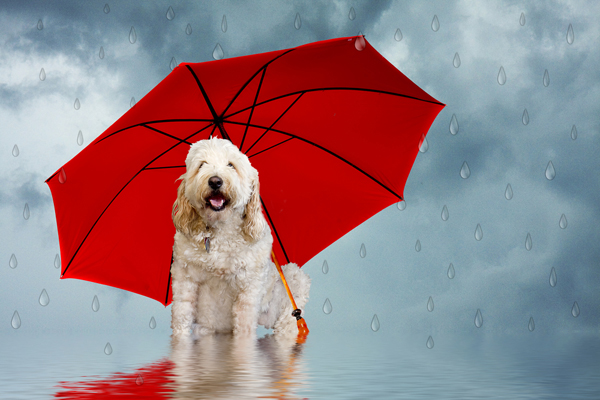 วิธีดูแลน้องหมาแสนรัก เมื่อเข้าสู่หน้าฝน