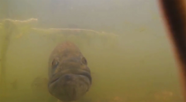 Gofish Cam Gofish Cam