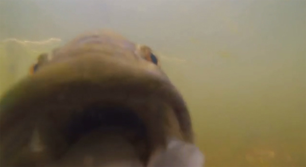 Gofish Cam Gofish Cam