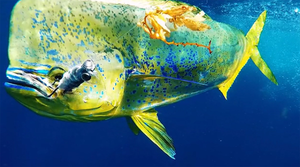 Gofish Cam Gofish Cam