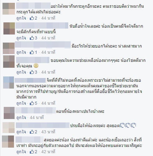 หมาจรจัดอ้วกเป็นเลือด