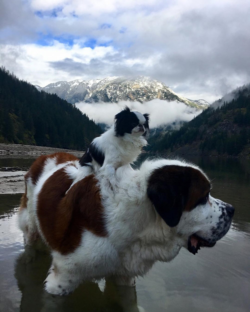 blizzardandlulu blizzardandlulu