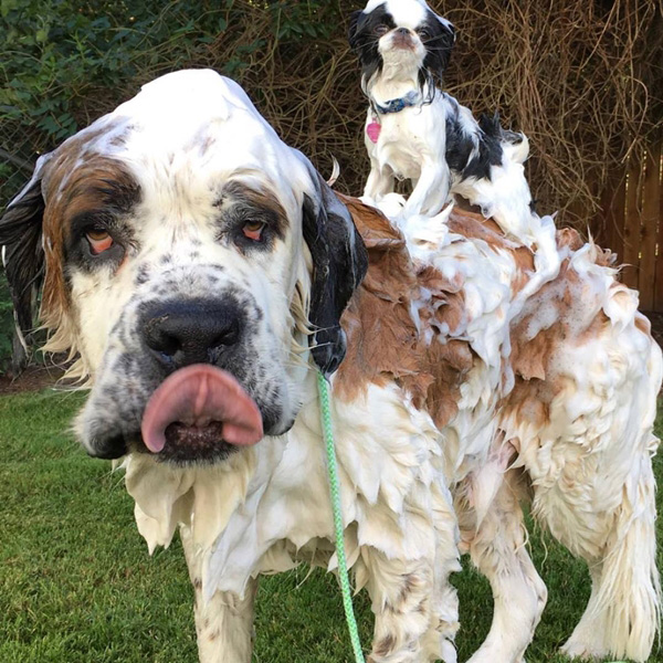 blizzardandlulu blizzardandlulu